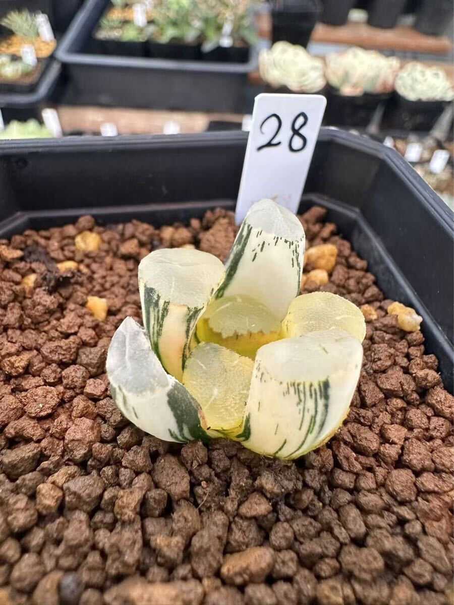 26a 多肉植物 ハオルチア　オーロラ錦白糊斑　自家繁殖　鉢植え発送 28 ハオルチア 多肉植物 オーロラ錦 自家繁殖