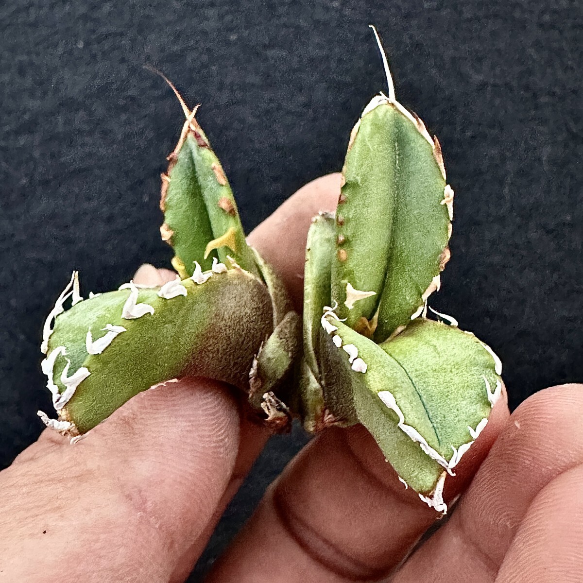 Lj_plants Z096 限定特選株 アガベ チタノタ ゴジラ GODZILLA 極上強棘 希少株 胴切子株 2頭株 綺麗株