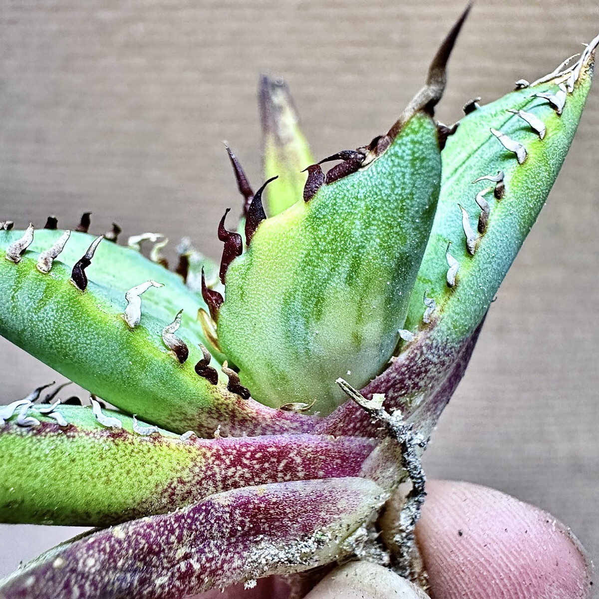 Lj_plants】Q353 アガベ チタノタ 黑鯨錦 鮮明錦 極上錦 変異錦 縞斑 極上