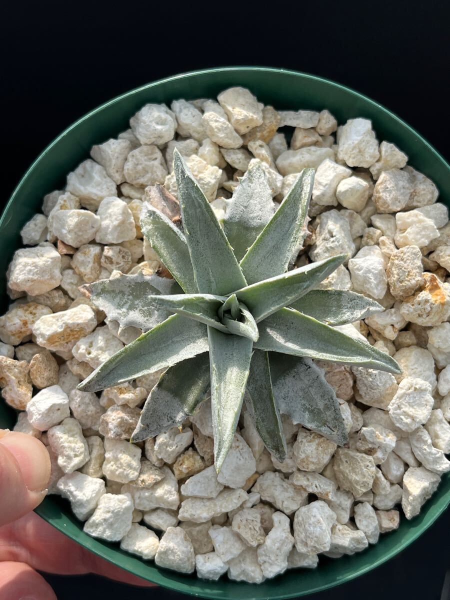 エンコリリウム アガボイデス 種子3粒 encholirium dyckia エンコリ