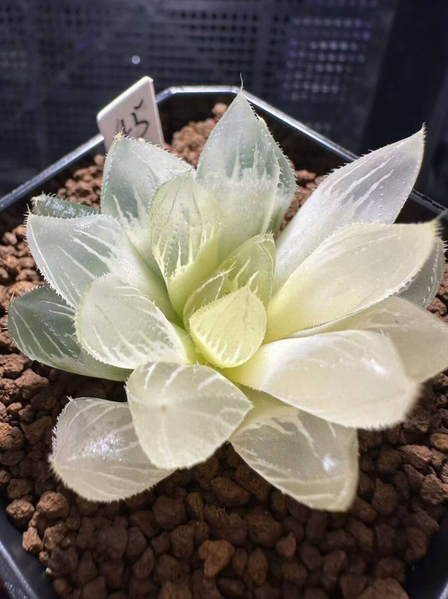 ハオルチア 白蛇伝 多肉植物 Yahoo!オークション 空中庭園++weblog