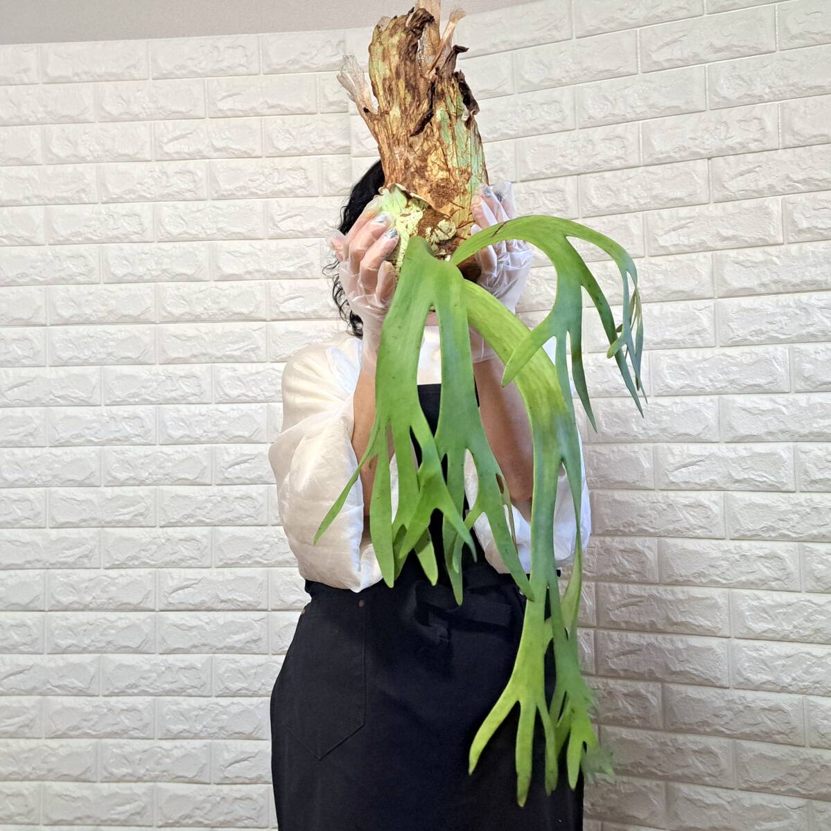☆1/8輸入☆127.XL ビカクシダ 植物（大株+）☆Platycerium willinckii (プラティケリウム ウィリンキー)Ponorogo wild/麋角羊歯 