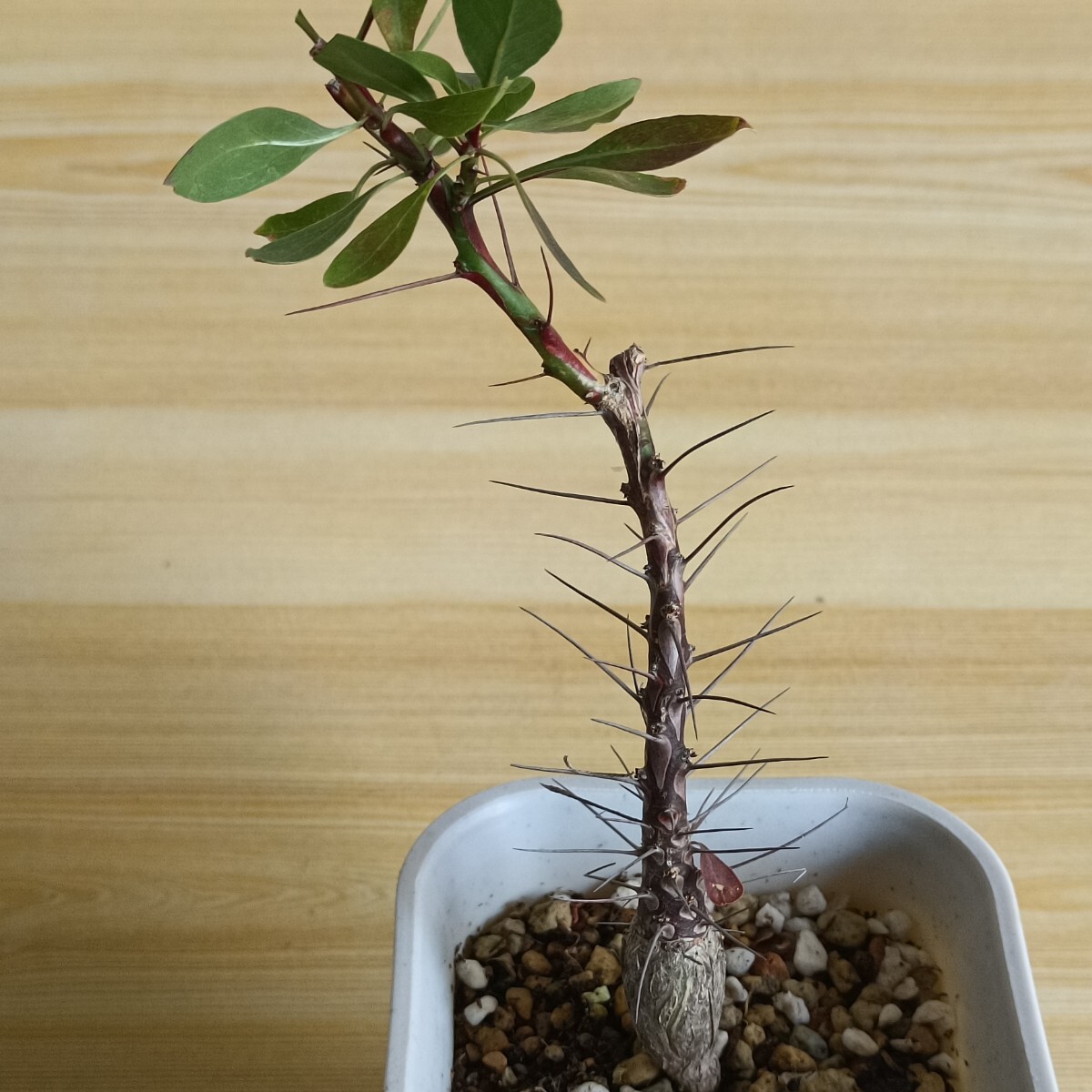 Fouquieria フォークイエリア ファシクラータ | F697 貴重植物 