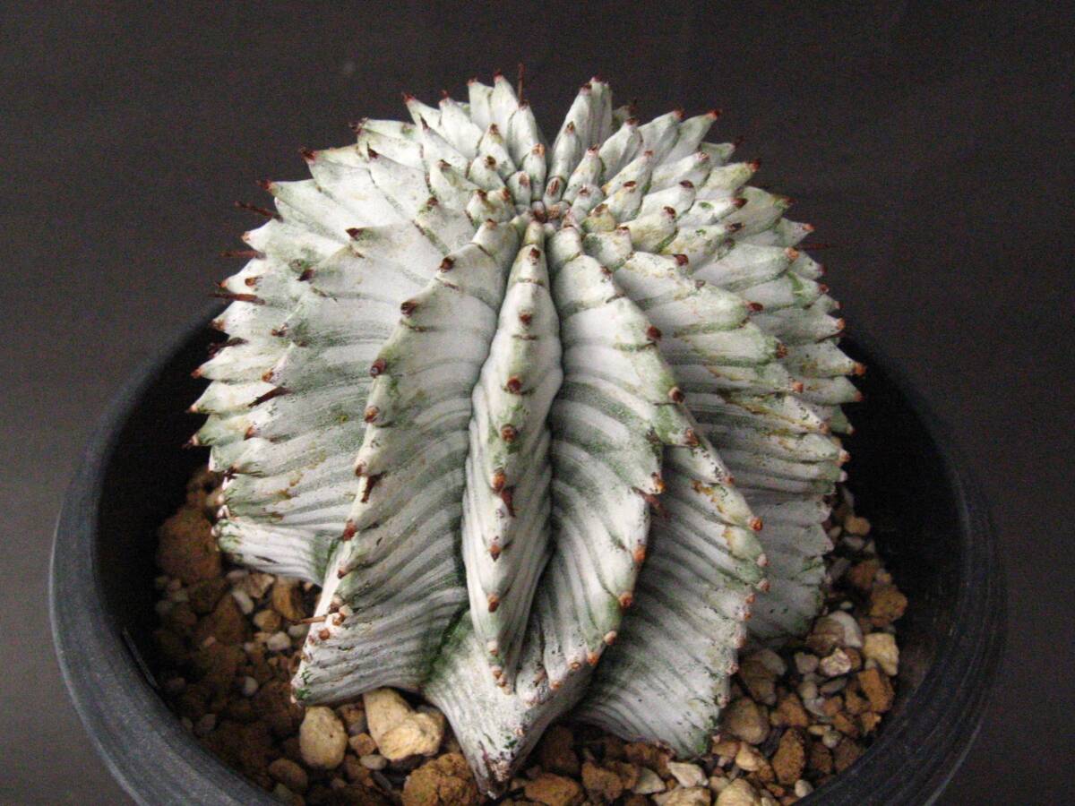 サボテン◇胴太特白ゼブラホリダ◇ Euphorbia サボテン◇特白ホリダ