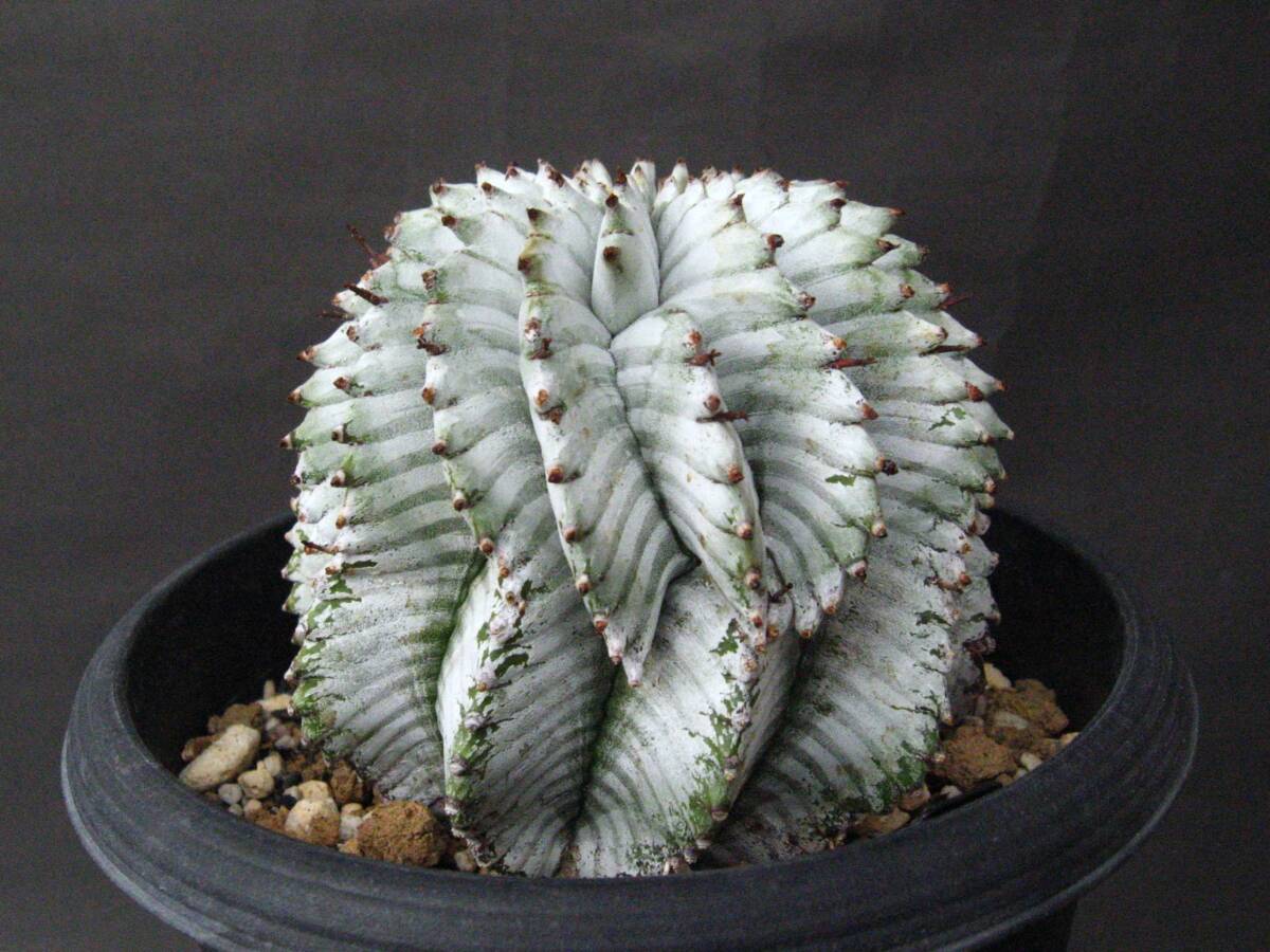 観葉植物 ユーフォルビアホリダ White zebra S胴太 選抜 特大サイズ