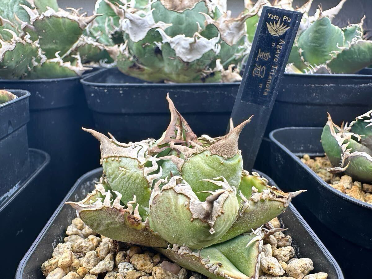 yata_plants産 超選抜　皇冠　クラウン親株　ラスト株（ホホジロサメ.清櫻.白犀牛.麻花龍.氷雹.悪魔くん.BAKEMONO.スーパーチタノタ.実生)_1