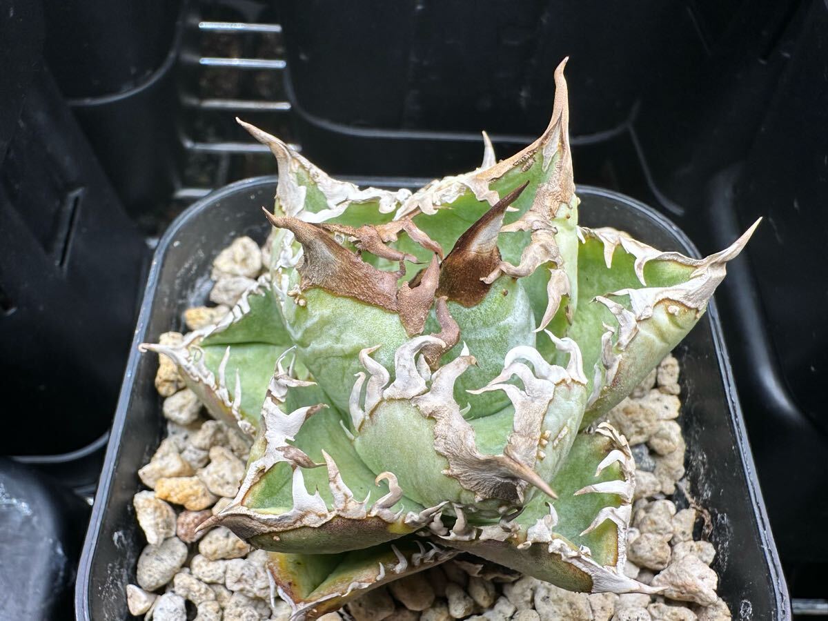 yata_plants産 超選抜　皇冠　クラウン親株　ラスト株（ホホジロサメ.清櫻.白犀牛.麻花龍.氷雹.悪魔くん.BAKEMONO.スーパーチタノタ.実生)_10
