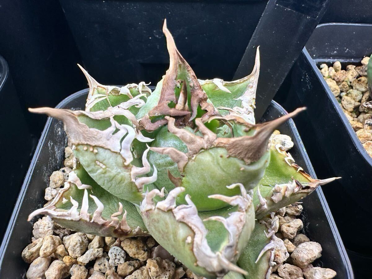 yata_plants産 超選抜　皇冠　クラウン親株　ラスト株（ホホジロサメ.清櫻.白犀牛.麻花龍.氷雹.悪魔くん.BAKEMONO.スーパーチタノタ.実生)_2