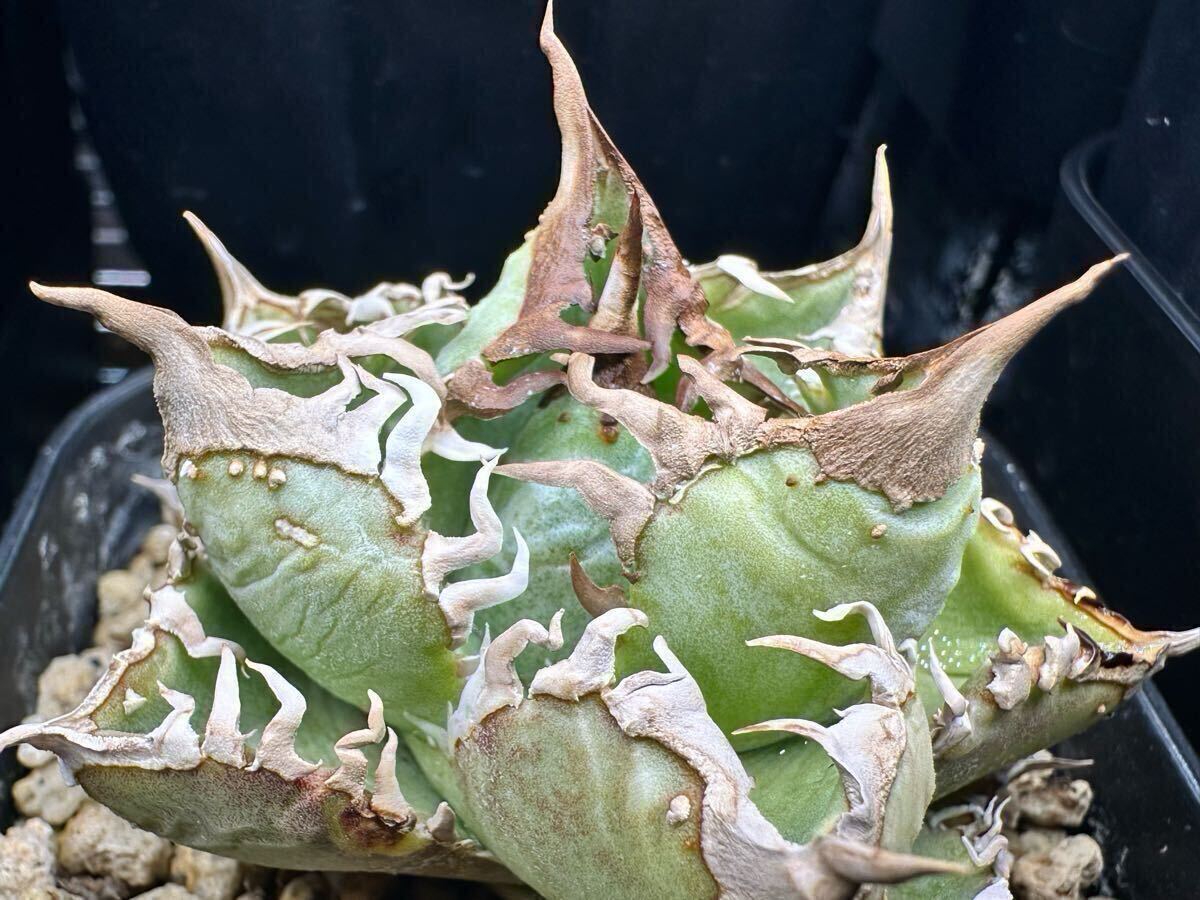 yata_plants産 超選抜　皇冠　クラウン親株　ラスト株（ホホジロサメ.清櫻.白犀牛.麻花龍.氷雹.悪魔くん.BAKEMONO.スーパーチタノタ.実生)_3