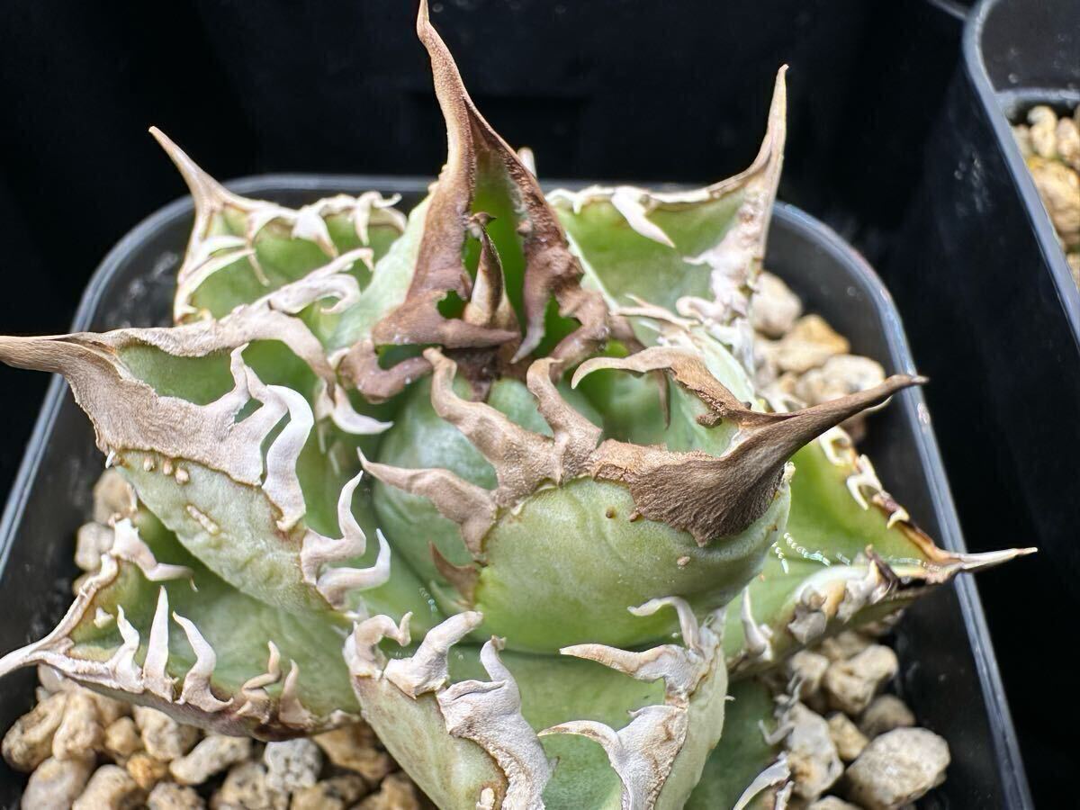 yata_plants産 超選抜　皇冠　クラウン親株　ラスト株（ホホジロサメ.清櫻.白犀牛.麻花龍.氷雹.悪魔くん.BAKEMONO.スーパーチタノタ.実生)_5