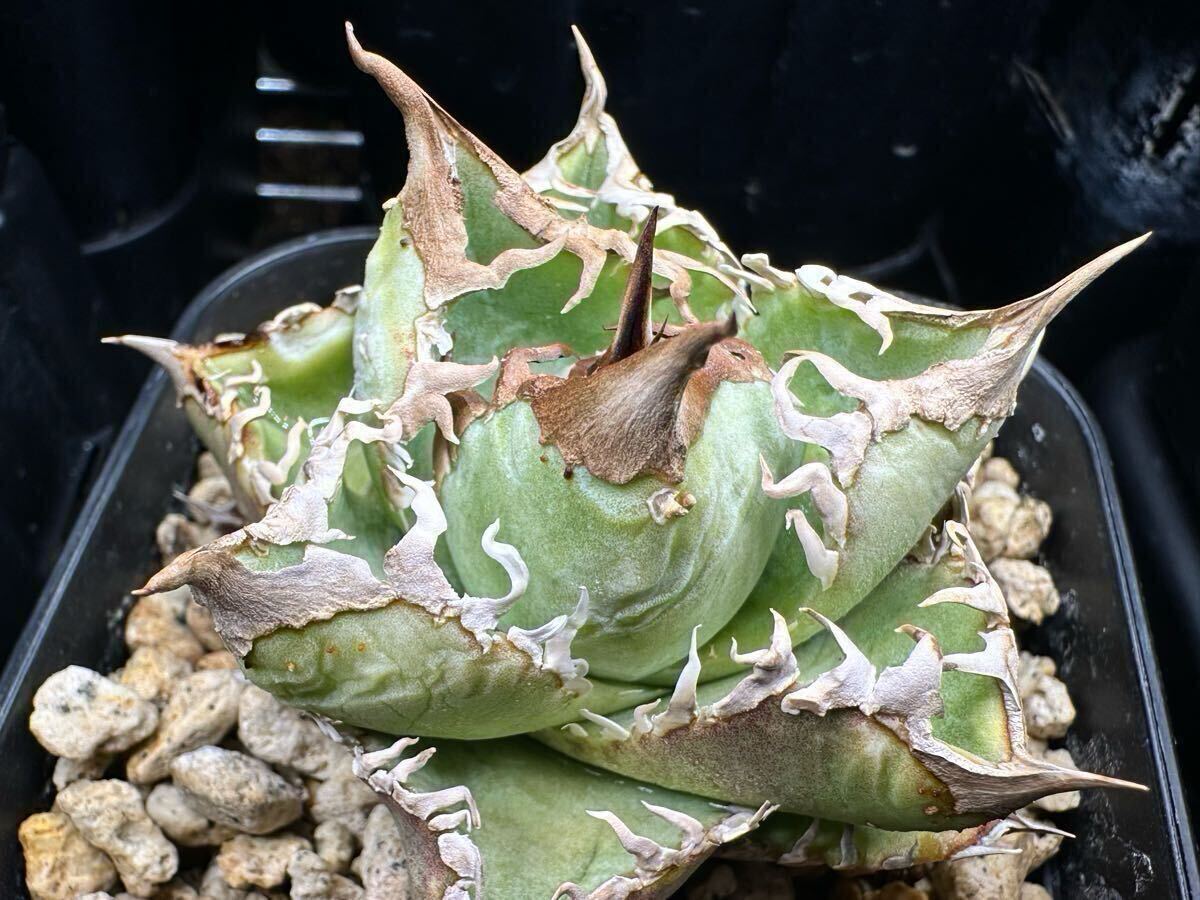 yata_plants産 超選抜　皇冠　クラウン親株　ラスト株（ホホジロサメ.清櫻.白犀牛.麻花龍.氷雹.悪魔くん.BAKEMONO.スーパーチタノタ.実生)_6