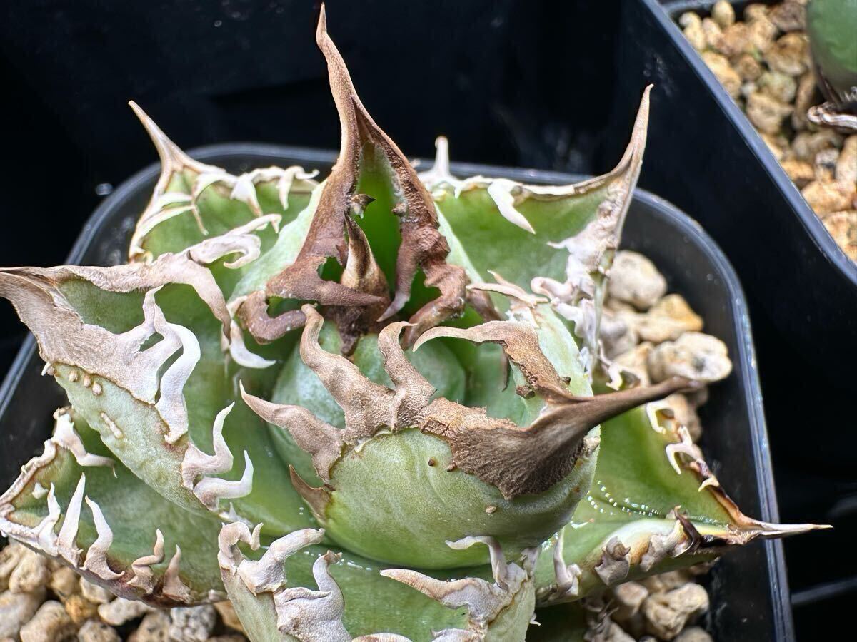 yata_plants産 超選抜　皇冠　クラウン親株　ラスト株（ホホジロサメ.清櫻.白犀牛.麻花龍.氷雹.悪魔くん.BAKEMONO.スーパーチタノタ.実生)_7