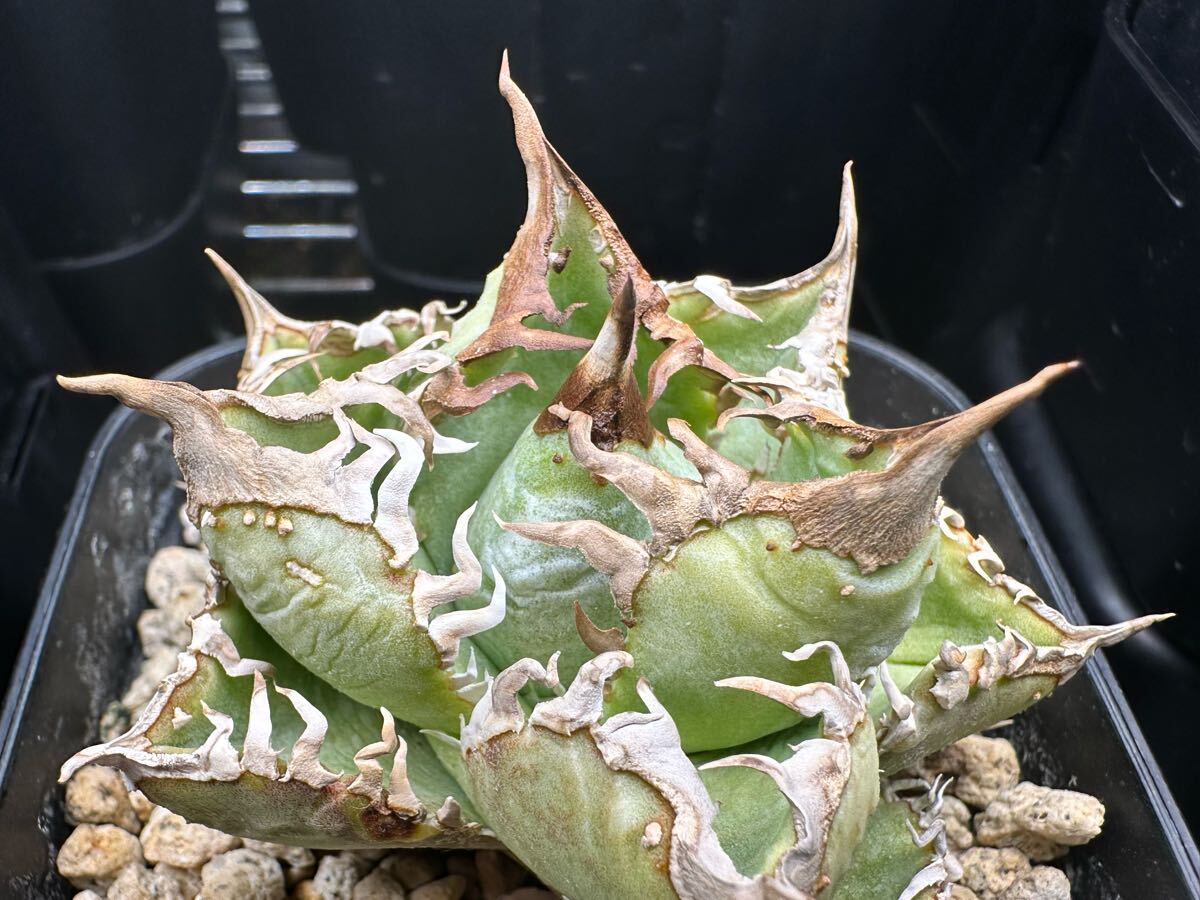 yata_plants産 超選抜　皇冠　クラウン親株　ラスト株（ホホジロサメ.清櫻.白犀牛.麻花龍.氷雹.悪魔くん.BAKEMONO.スーパーチタノタ.実生)_8