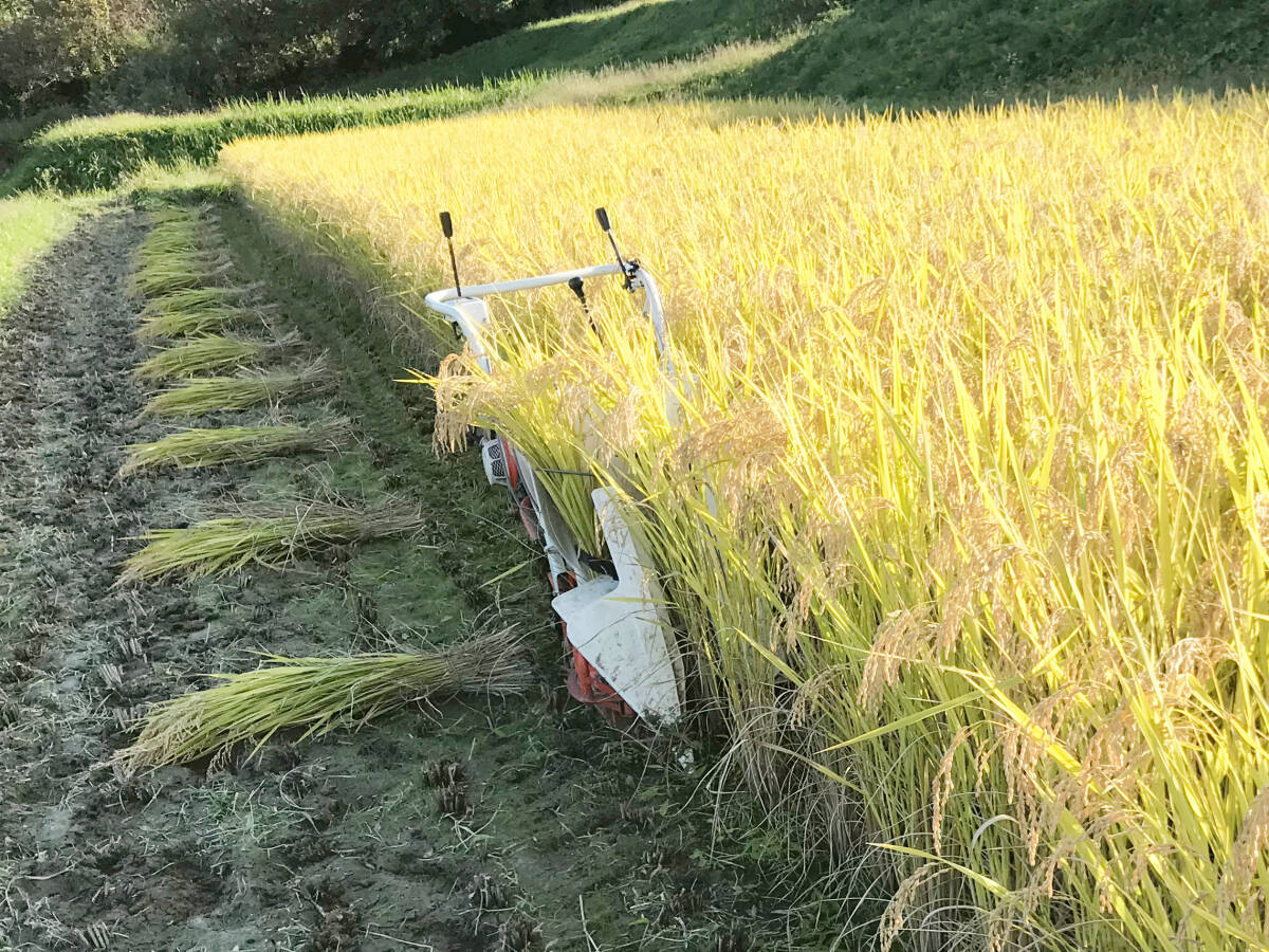 【今摺米】令和６年度 昔ながらの「稲架(はさ)掛け米」天日干し 岩手県産 ササニシキ 玄米 10Kg 送料無料!!_3