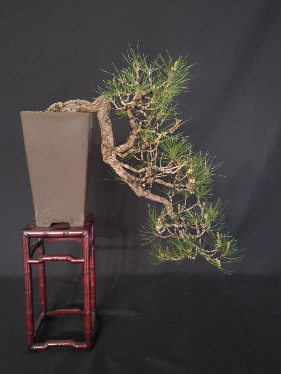 陽緑庵】中品盆栽 赤松 懸崖 (検索用 黒松 五葉松 真柏 松柏)(松