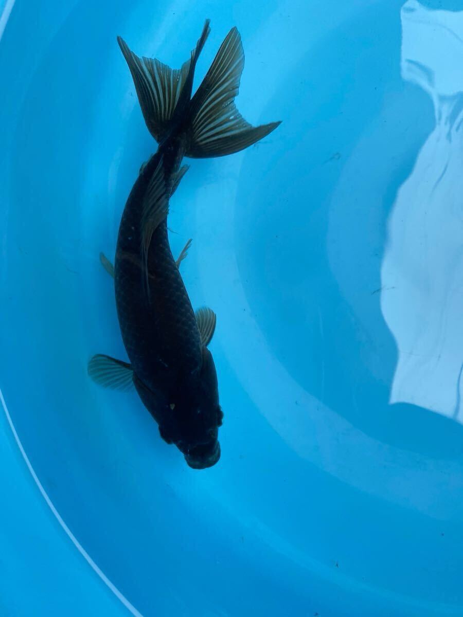 メタリック和金　16cm前後　引間産_1