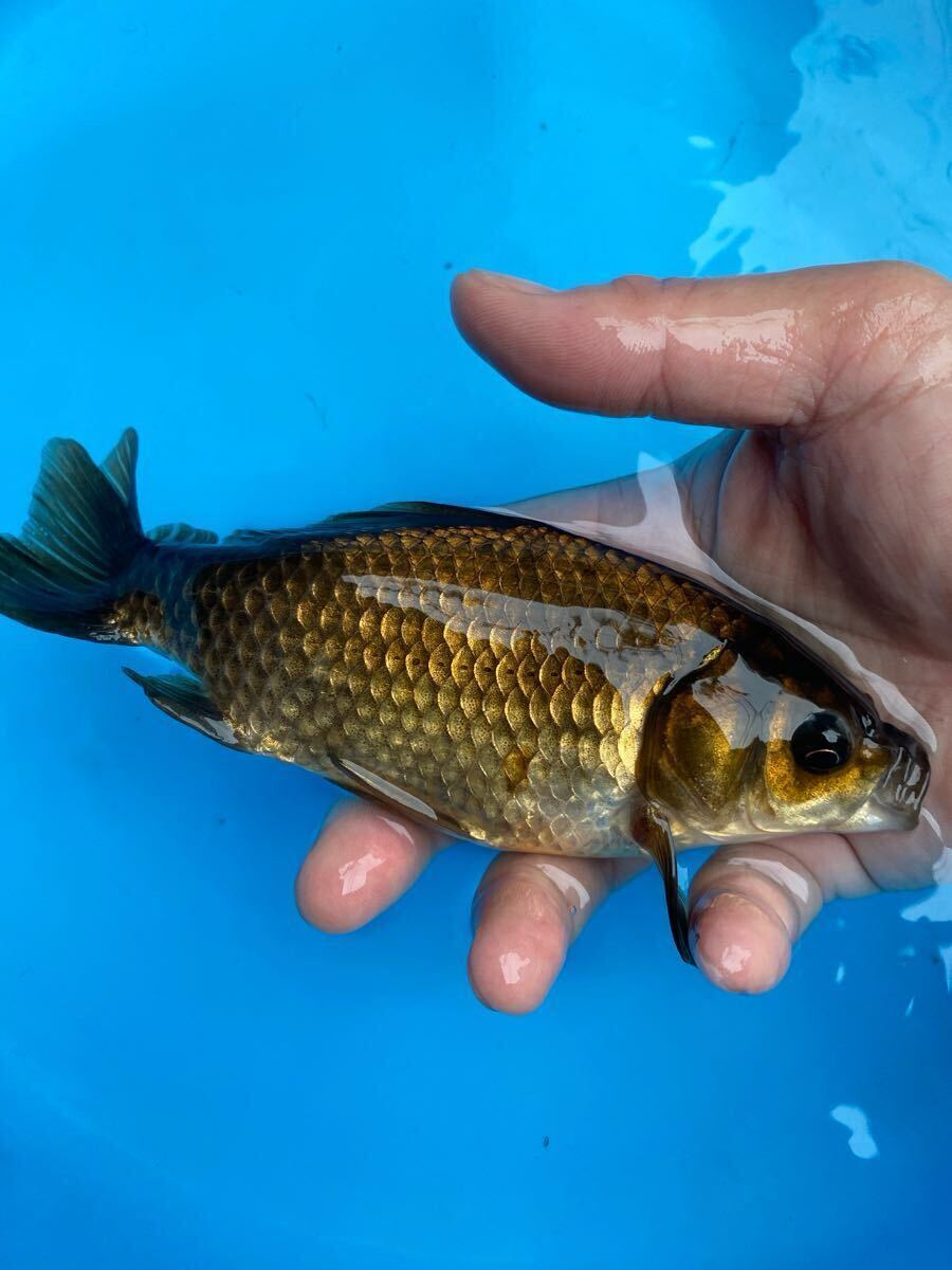 メタリック和金　16cm前後　引間産_2