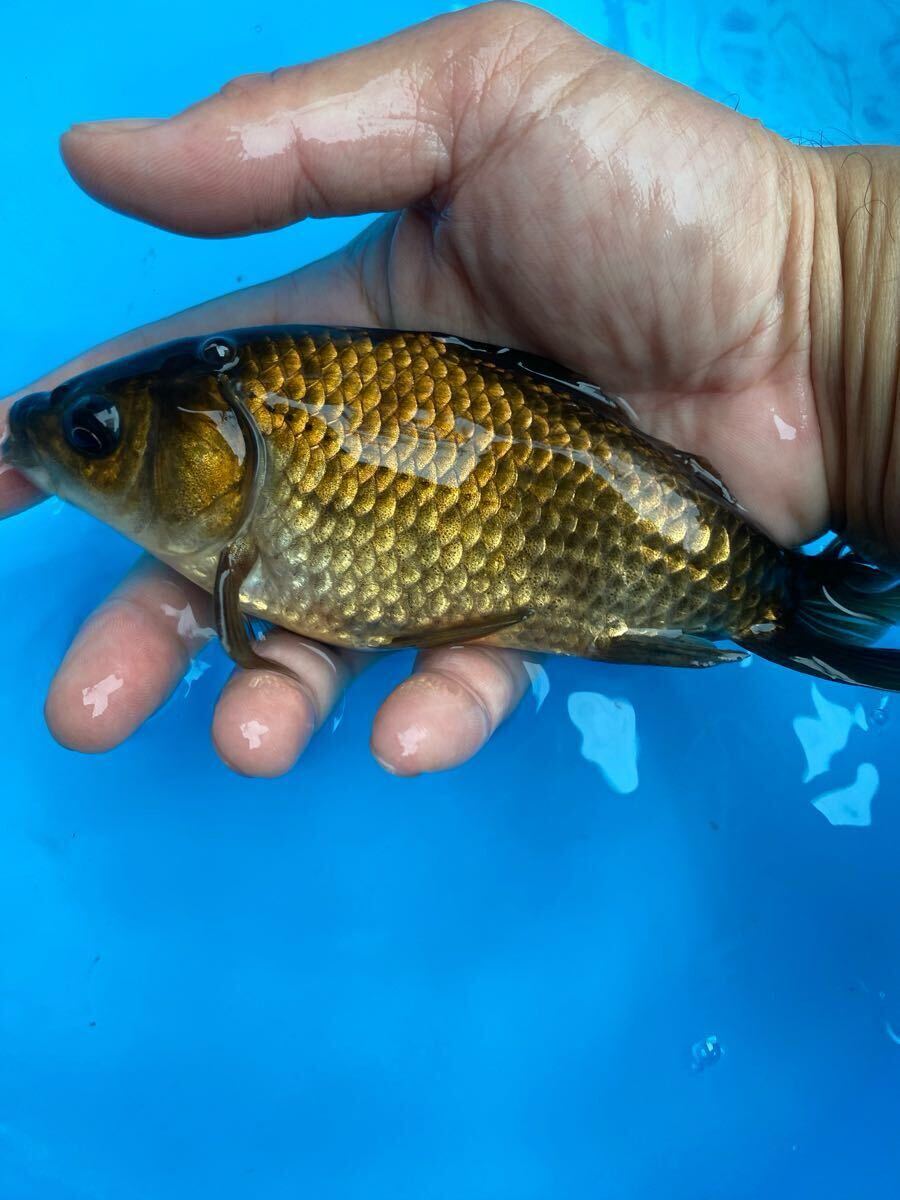 メタリック和金　16cm前後　引間産_3