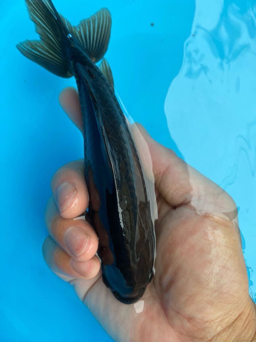 メタリック和金　16cm前後　引間産_4