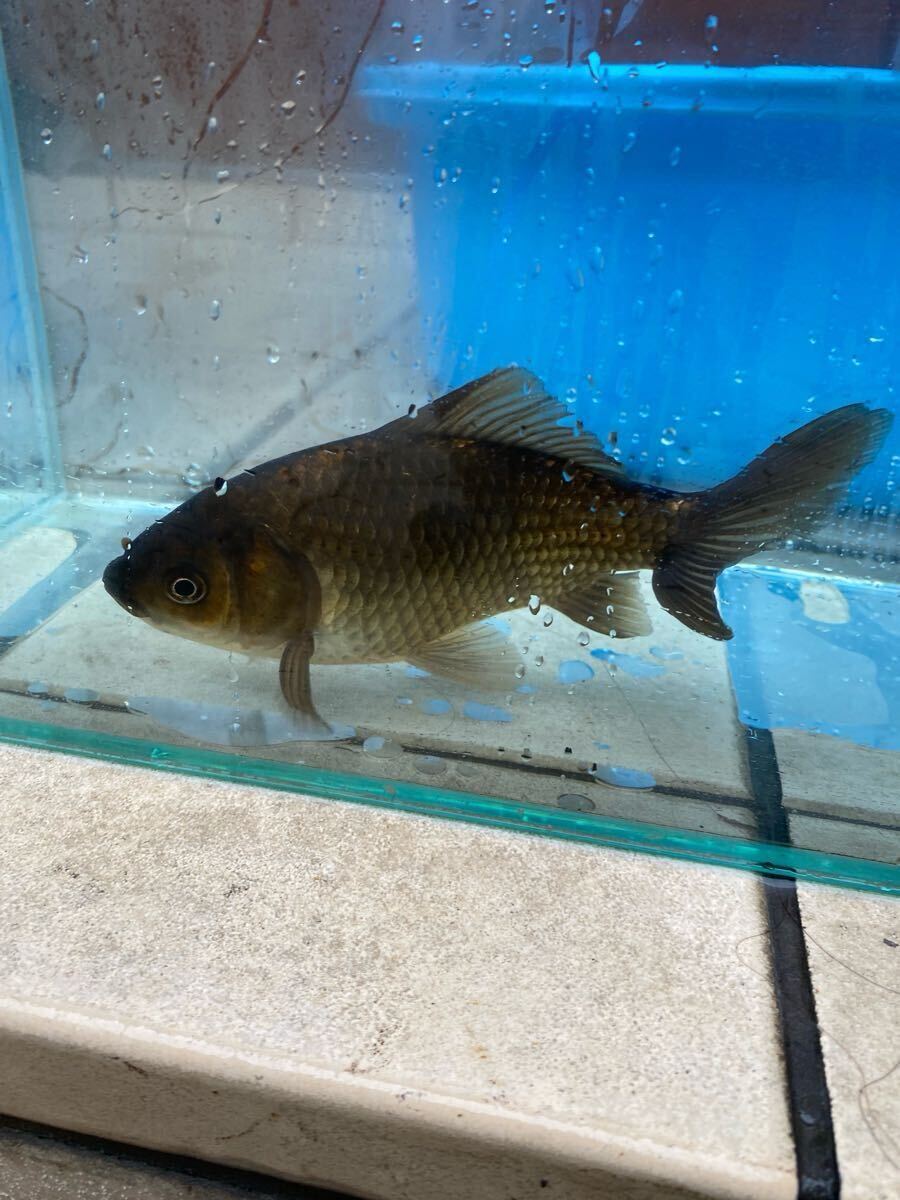 メタリック和金　16cm前後　引間産_5