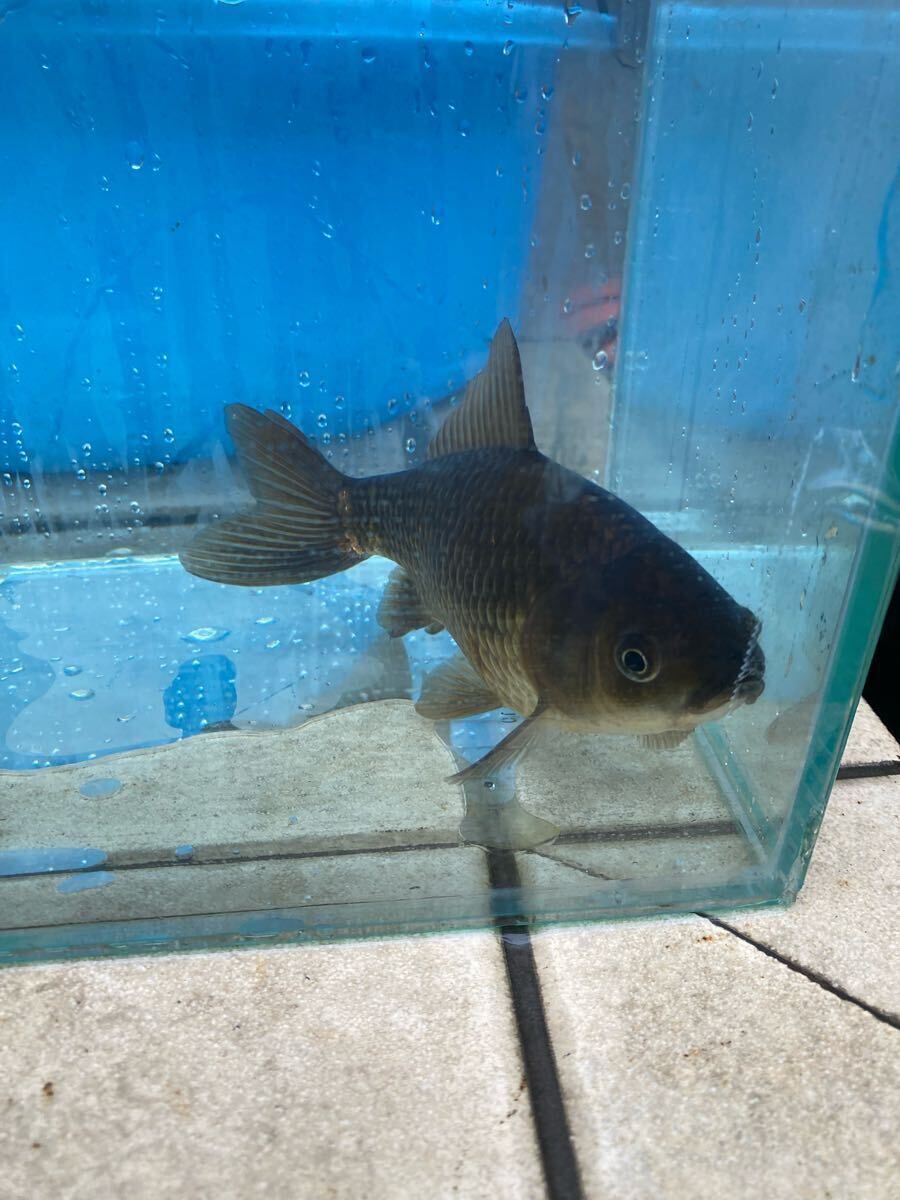 メタリック和金　16cm前後　引間産_6