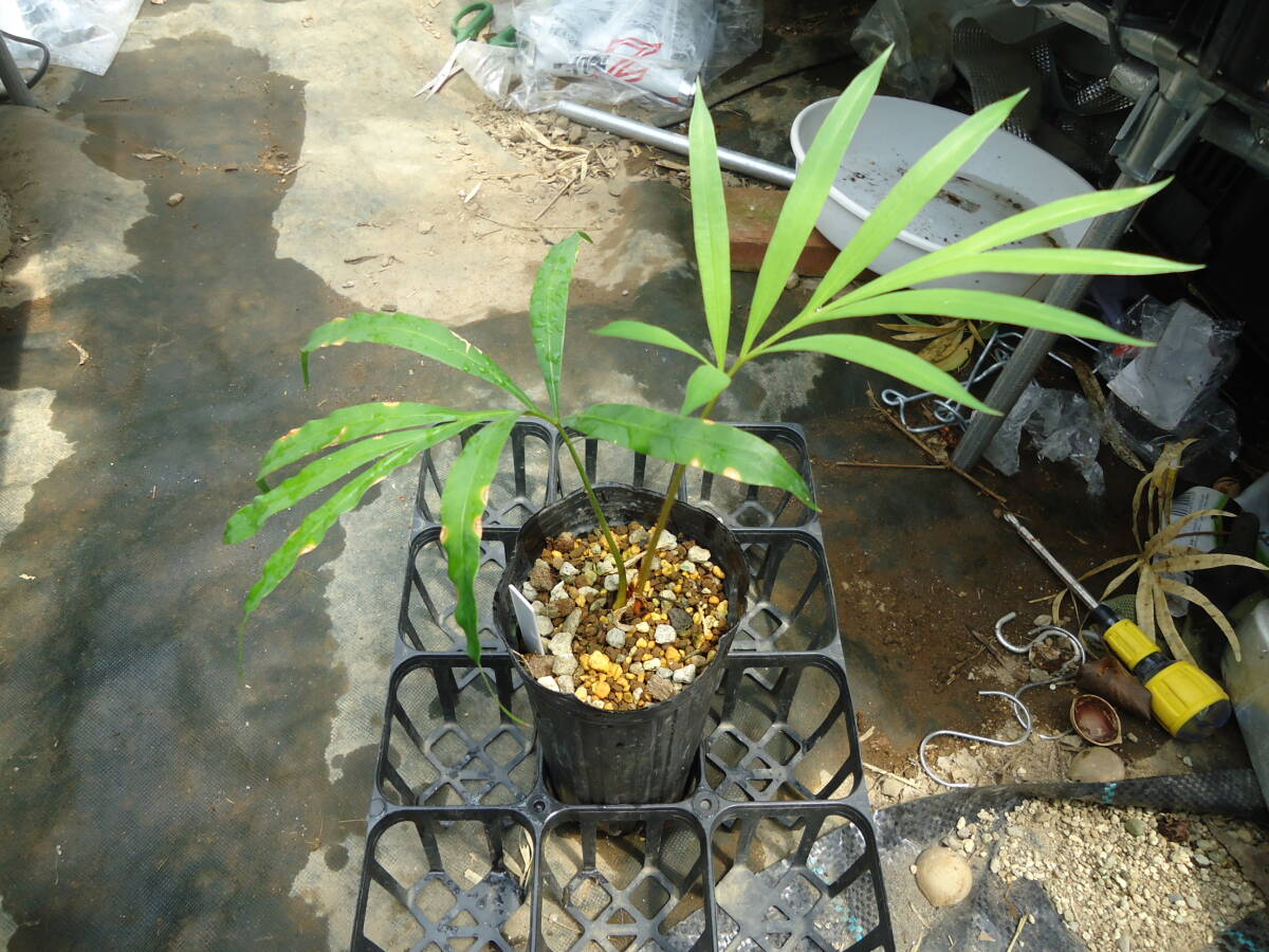 サイカス デバオエンシス ソテツ Cycas debaoensis - 希少 | の通販