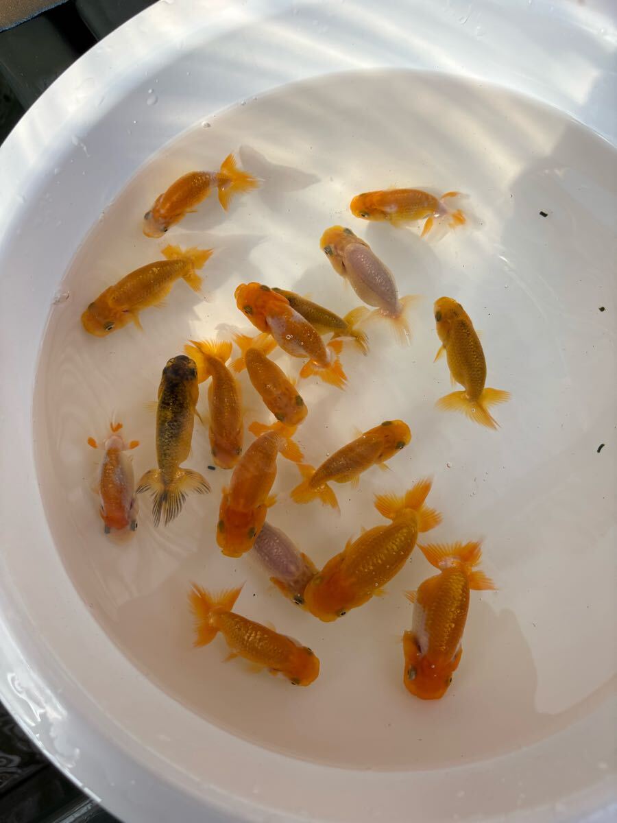 大王蘭鋳！当歳魚15匹＋@ ！観賞魚NO.54_1