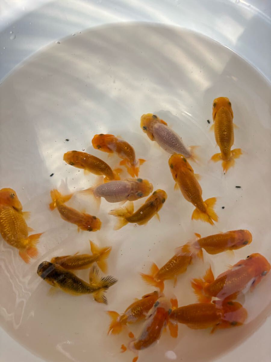 大王蘭鋳！当歳魚15匹＋@ ！観賞魚NO.54_4