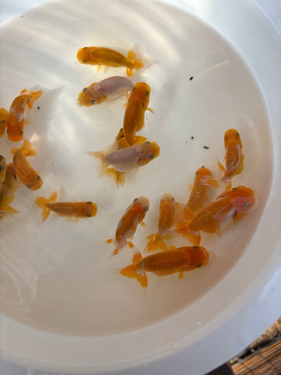 大王蘭鋳！当歳魚15匹＋@ ！観賞魚NO.54_5