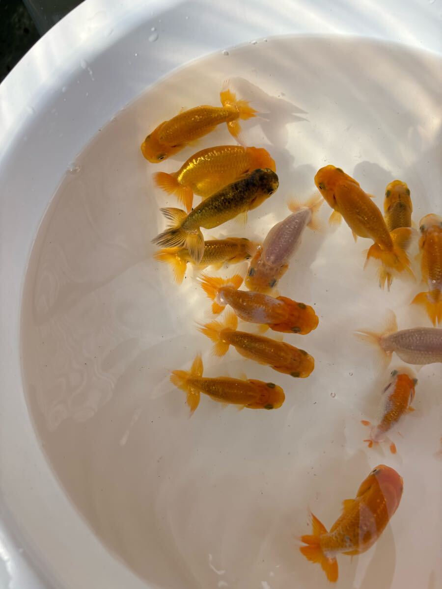 大王蘭鋳！当歳魚15匹＋@ ！観賞魚NO.54_6