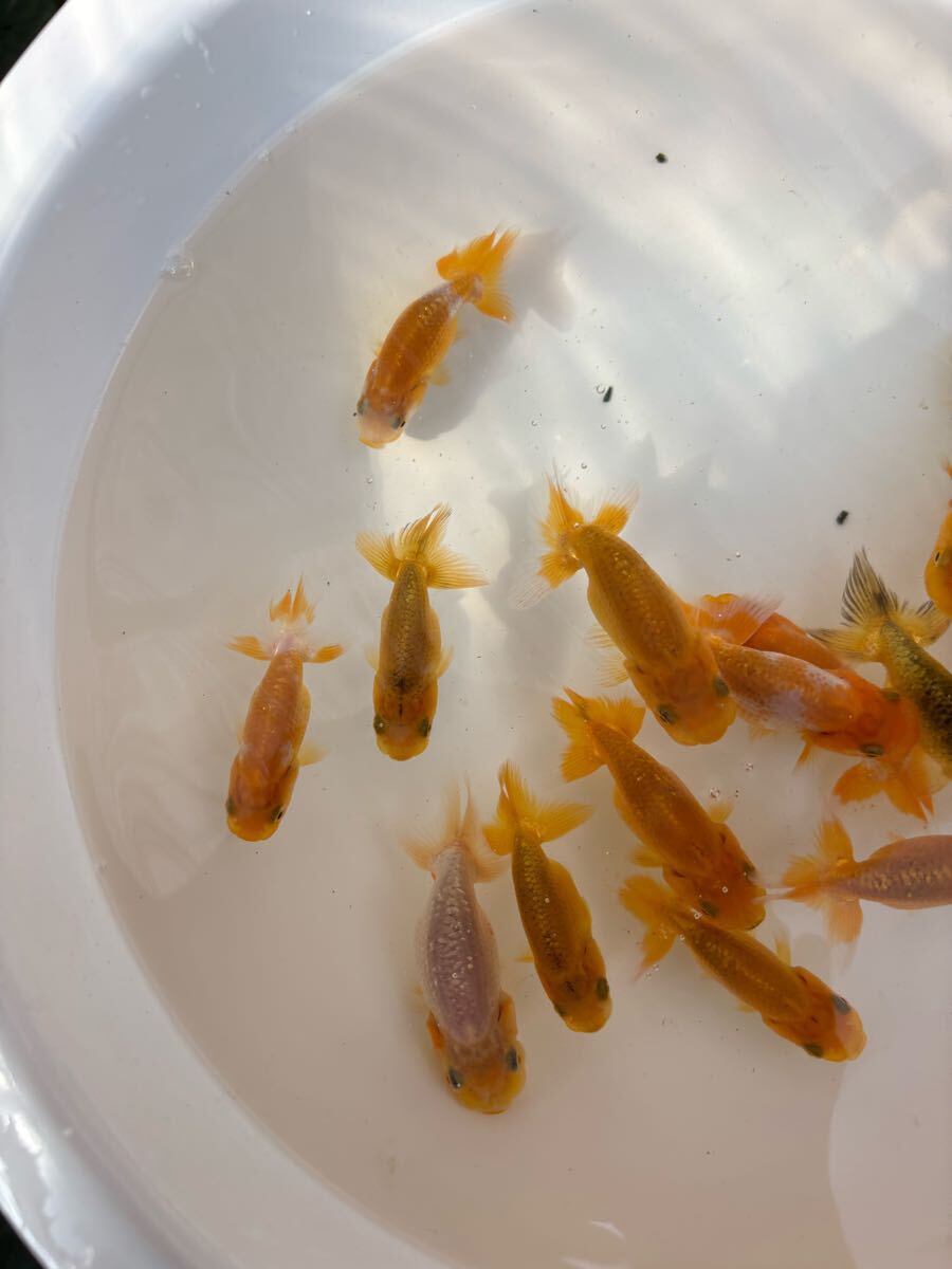 大王蘭鋳！当歳魚15匹＋@ ！観賞魚NO.54_8