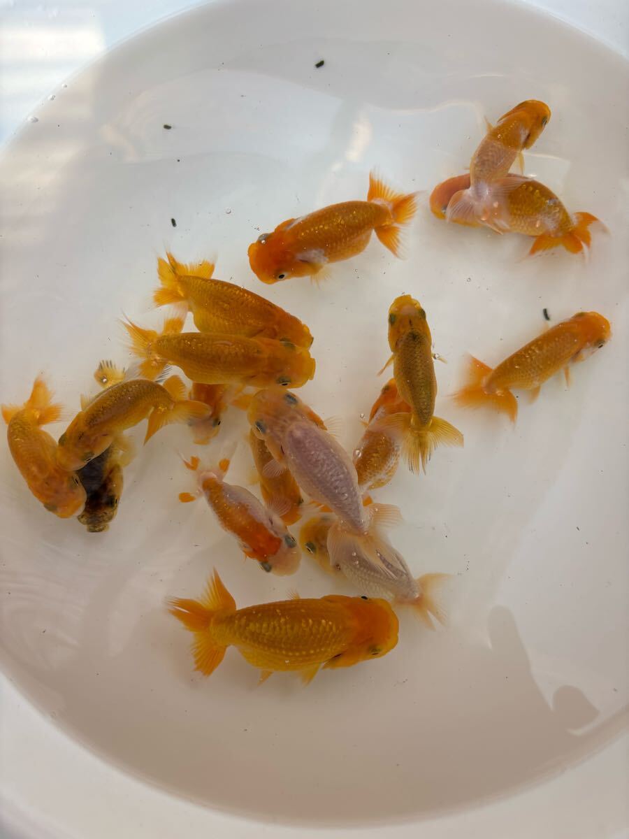 大王蘭鋳！当歳魚15匹＋@ ！観賞魚NO.54_9