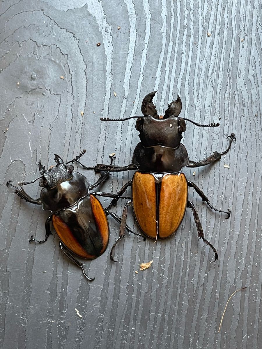 ガゼラツヤクワガタ WF2 ペア 3セット マレーシア キャメロンハイランド産 ツヤクワガタ No.1_1