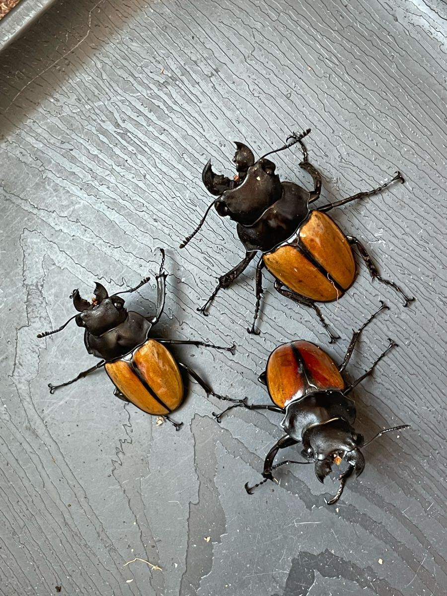 ガゼラツヤクワガタ WF2 ペア 3セット マレーシア キャメロンハイランド産 ツヤクワガタ No.1_2