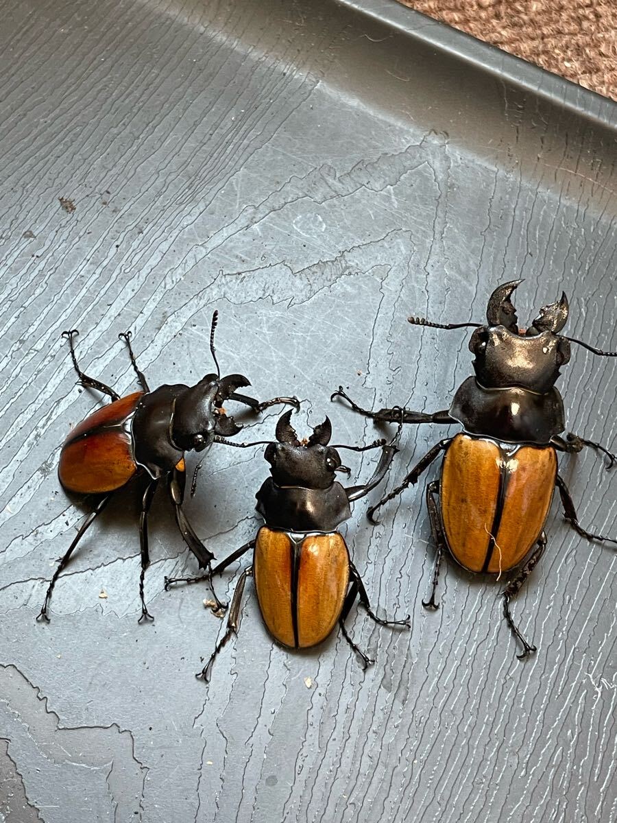ガゼラツヤクワガタ WF2 ペア 3セット マレーシア キャメロンハイランド産 ツヤクワガタ No.1_3