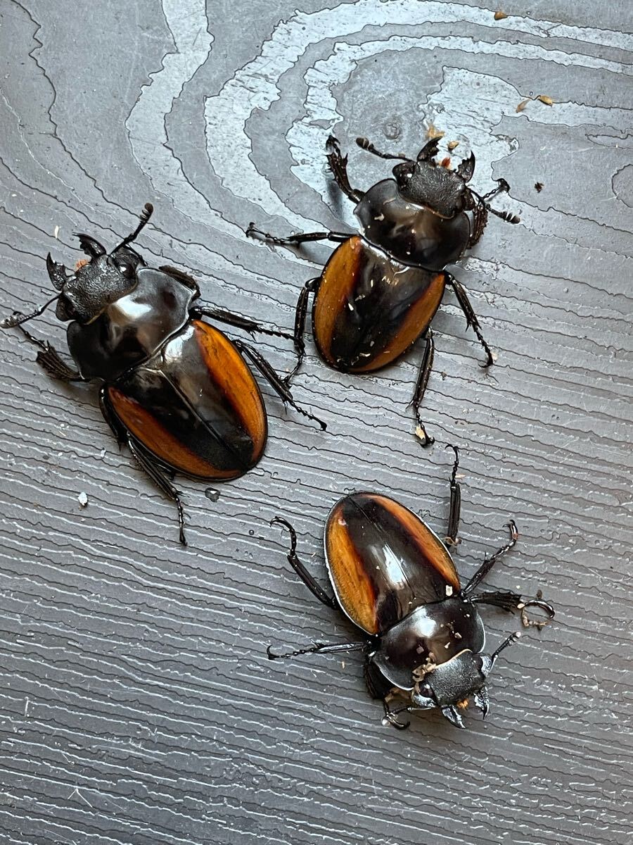 ガゼラツヤクワガタ WF2 ペア 3セット マレーシア キャメロンハイランド産 ツヤクワガタ No.1_5