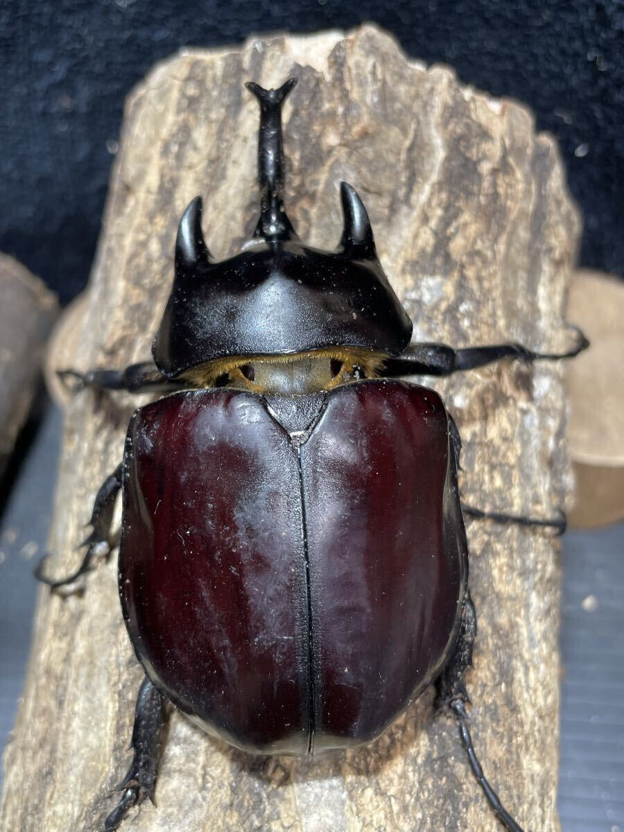 ととフーァム] アクティオンゾウカブト 成虫ペア ♂92mm♀72mm
