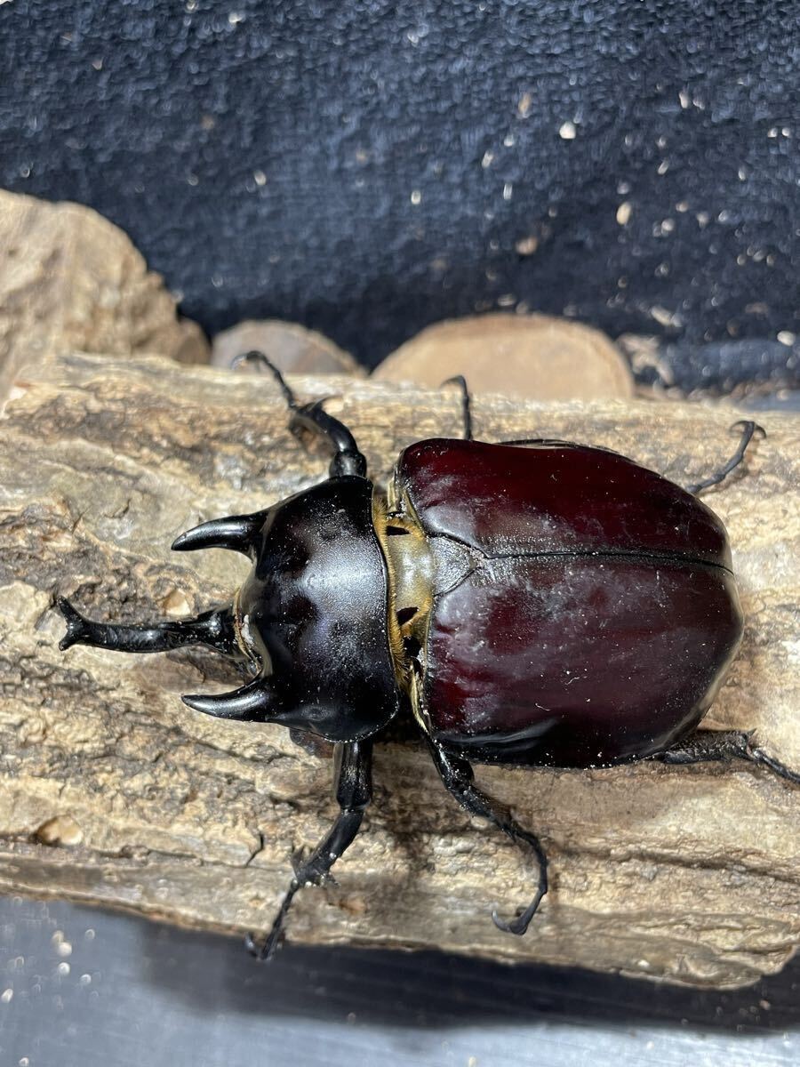 ととフーァム] アクティオンゾウカブト 成虫ペア ♂92mm♀72mm
