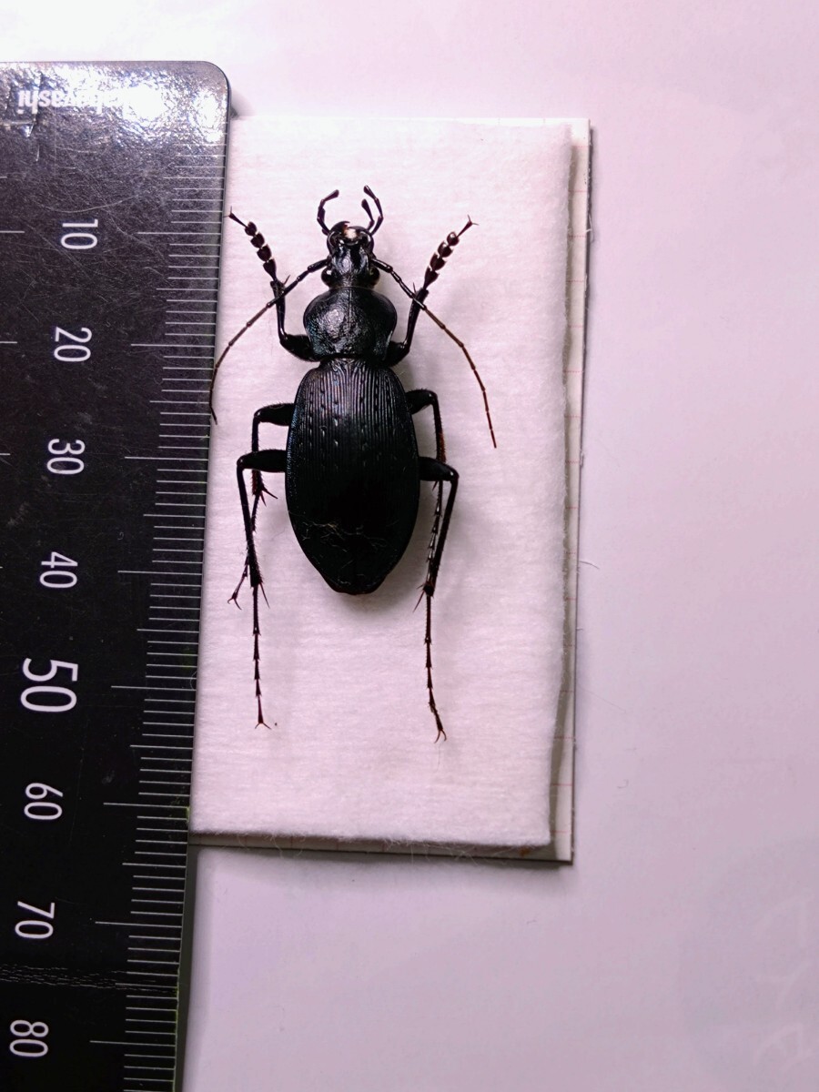 　鹿児島県姶良市産　オオオサムシ　標本　_1