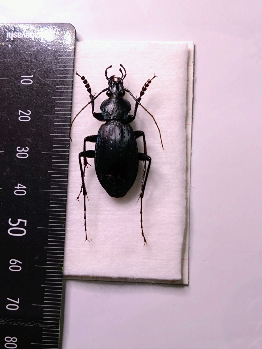 　鹿児島県姶良市産　オオオサムシ　標本　_2