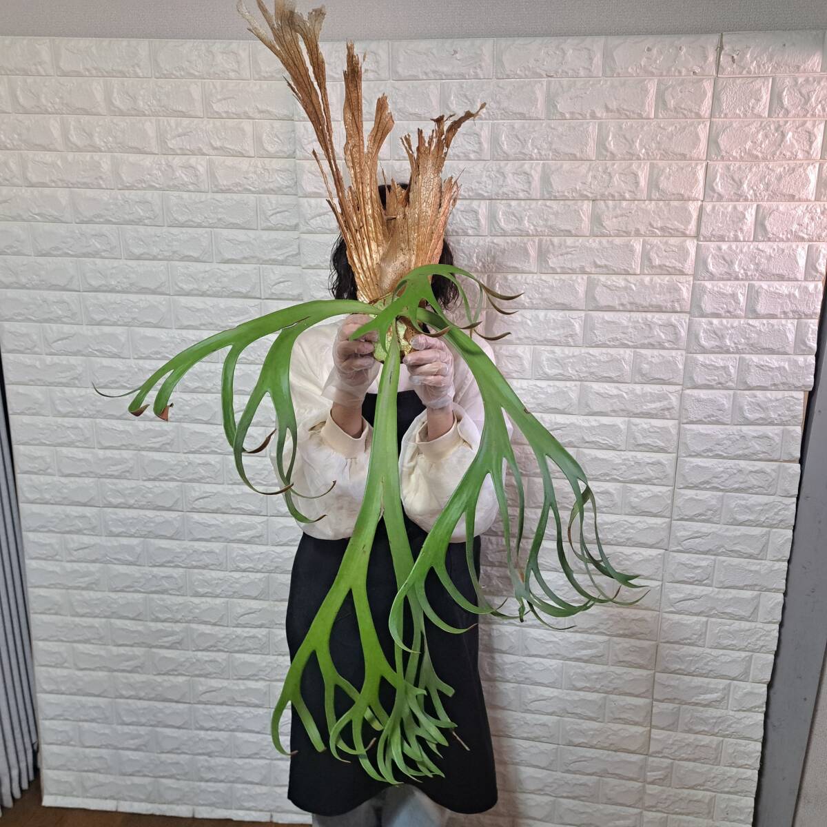 ☆11/11輸入☆078XL ビカクシダ 植物（大株+）☆Platycerium