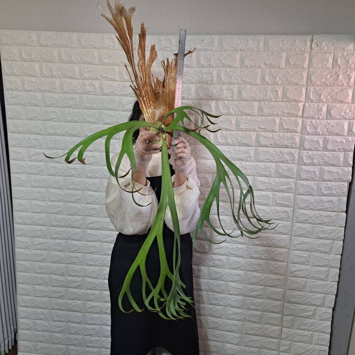 ☆11/11輸入☆078XL ビカクシダ 植物（大株+）☆Platycerium