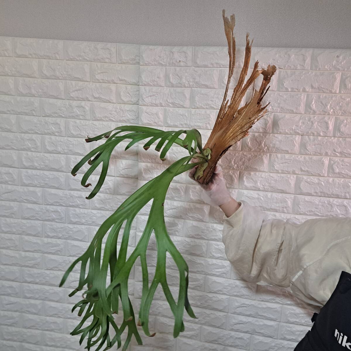 ☆11/11輸入☆078XL ビカクシダ 植物（大株+）☆Platycerium