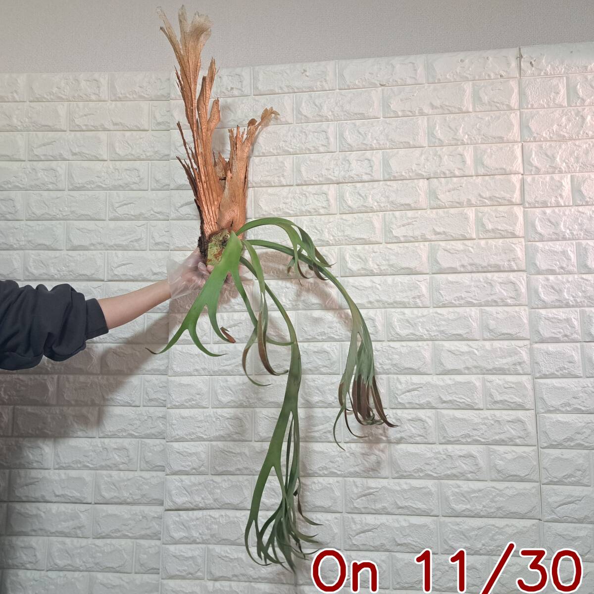 ☆11/11輸入☆078XL ビカクシダ 植物（大株+）☆Platycerium