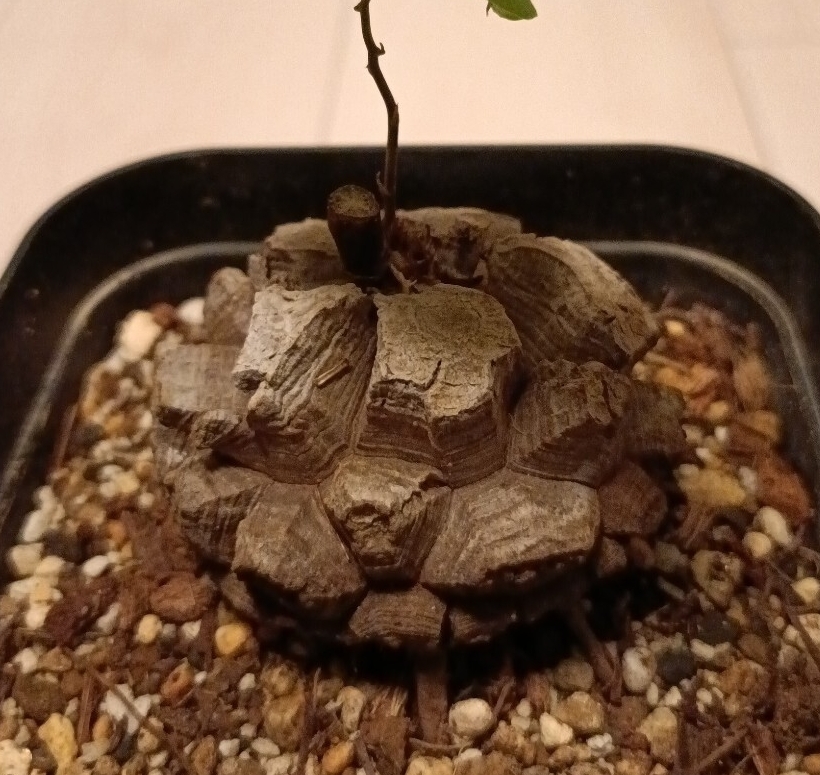 実生6年目】アフリカ亀甲竜 美形 将来有望株 Dioscorea elephantipes