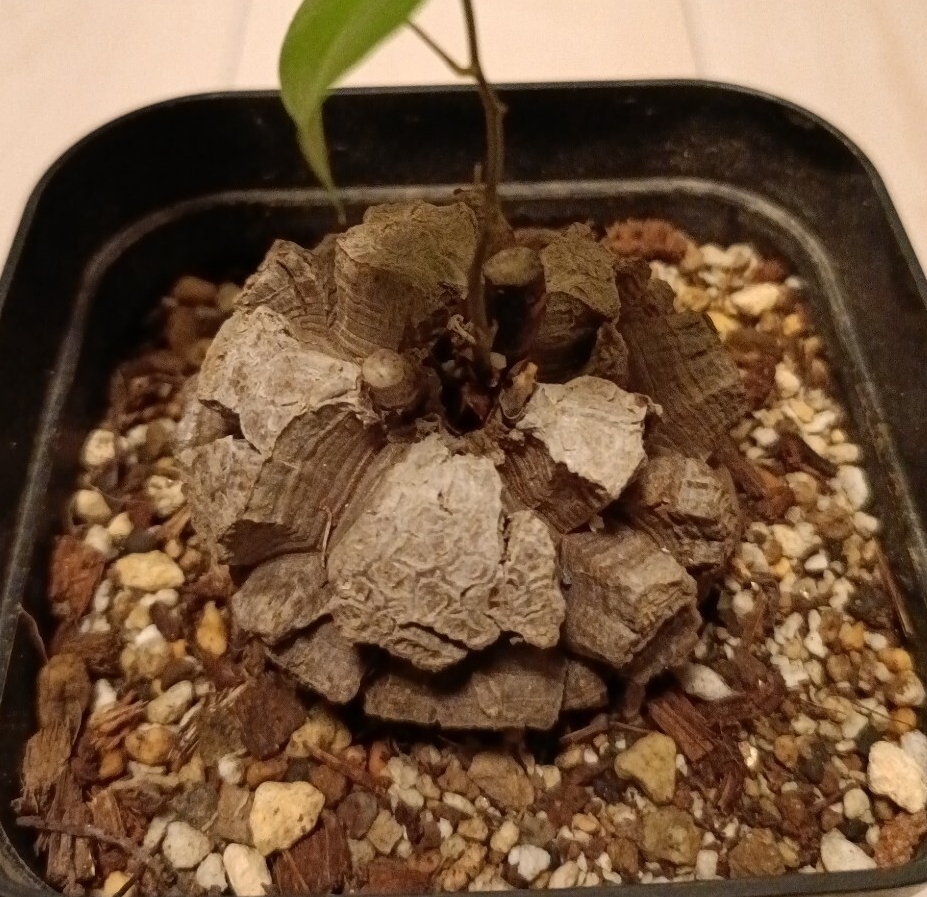 実生6年目】アフリカ亀甲竜 美形 将来有望株 Dioscorea elephantipes