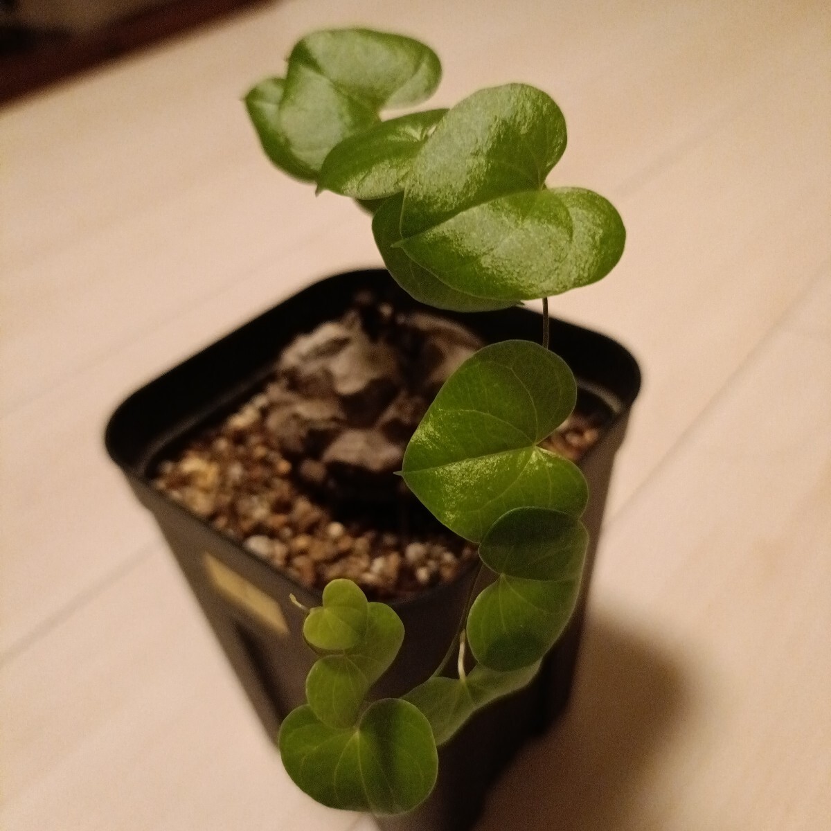 実生6年目】アフリカ亀甲竜 美形 将来有望株 Dioscorea elephantipes