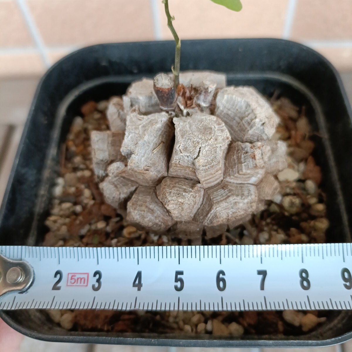 実生6年目】アフリカ亀甲竜 美形 将来有望株 Dioscorea elephantipes