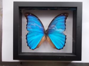 ディディウスモルフォ蝶の値段と価格推移は？｜1件の売買データから