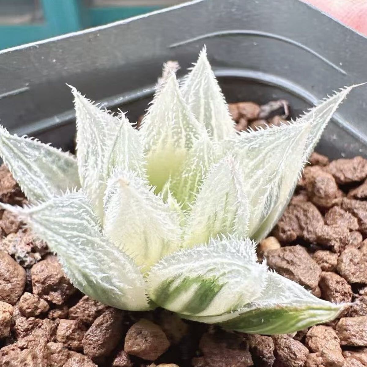 多肉植物 ハオルチア 白狐伝錦 糊斑 超美品(サボテン)｜売買された